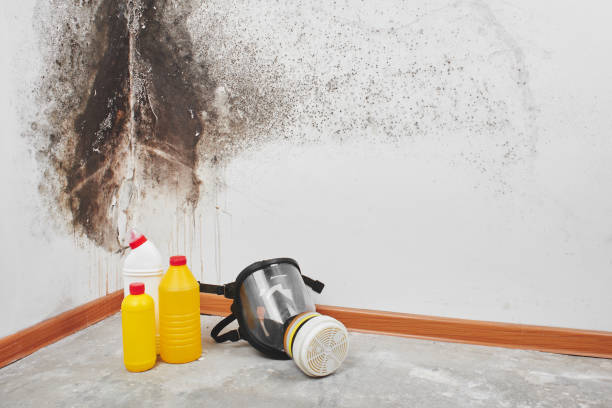 Best Mold Remediation  in Spring Glen, UT