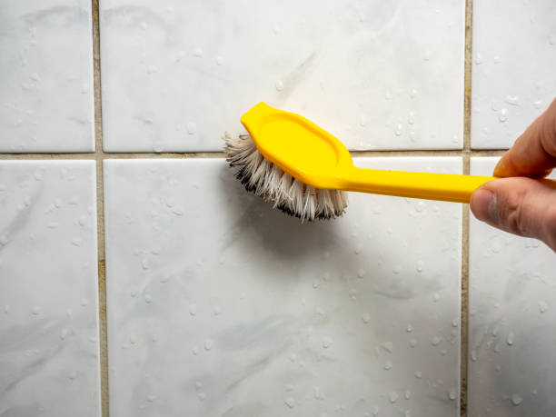 Best Same-Day Mold Removal  in Spring Glen, UT