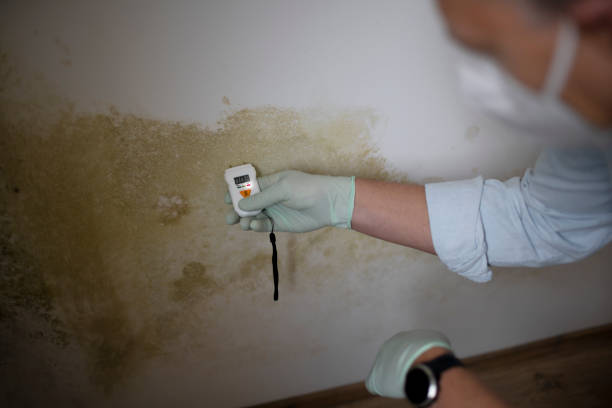 Best Professional Mold Removal  in Spring Glen, UT