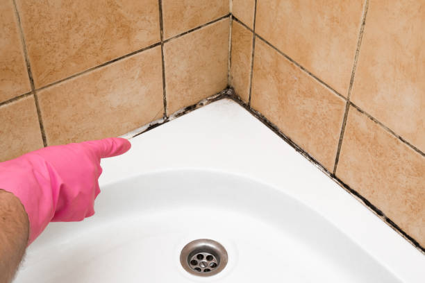 Best Emergency Mold Removal  in Spring Glen, UT